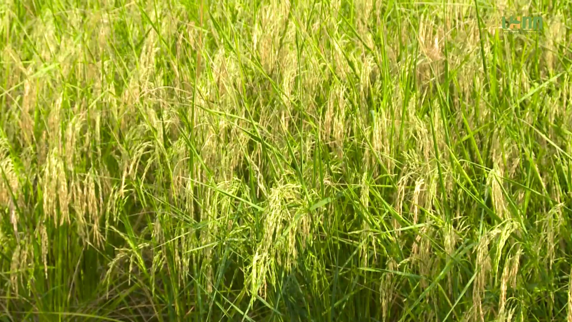 Mô hình Lúa hữu cơ